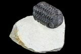 Bargain, Morocops Trilobite - Visible Eye Facets #110635-1